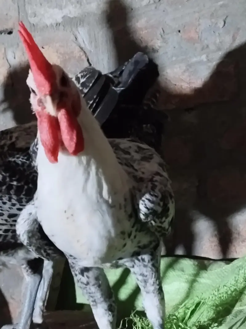 pure misri faumi male for hens — photo 3