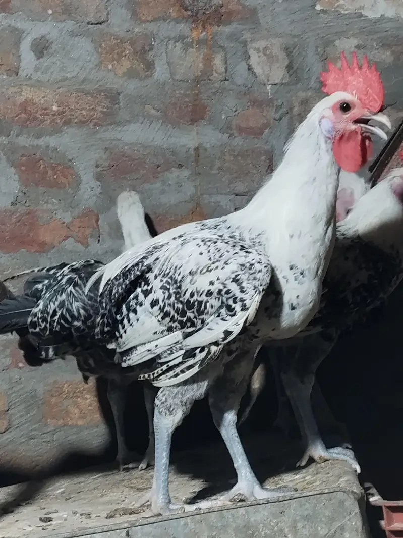 pure misri faumi male for hens — photo 4