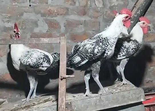 pure misri faumi male for hens — photo 5