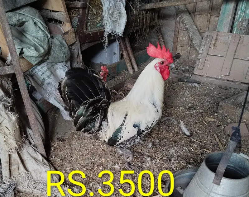 pure misri faumi male for hens — photo 6