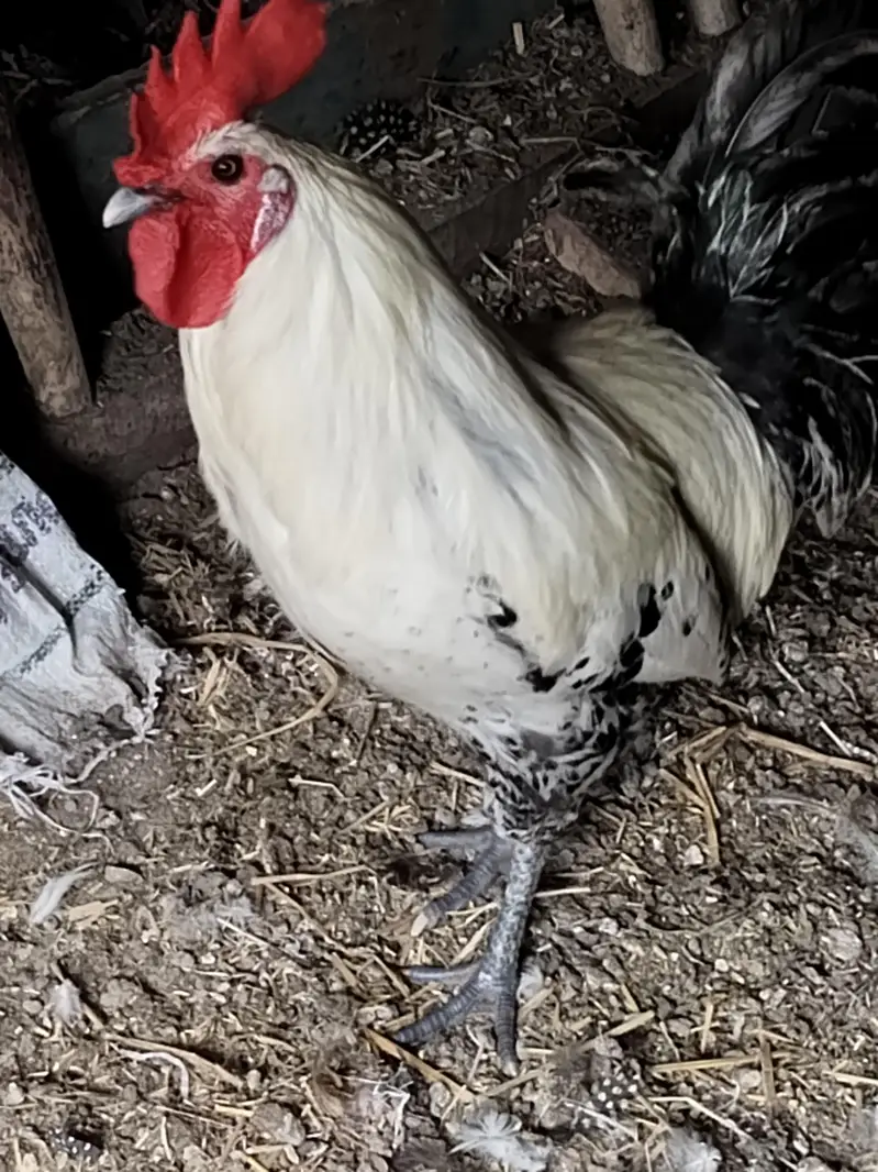 pure misri faumi male for hens — photo 7