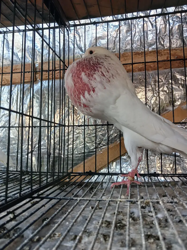 White Norwich breadr pair. . — photo 3