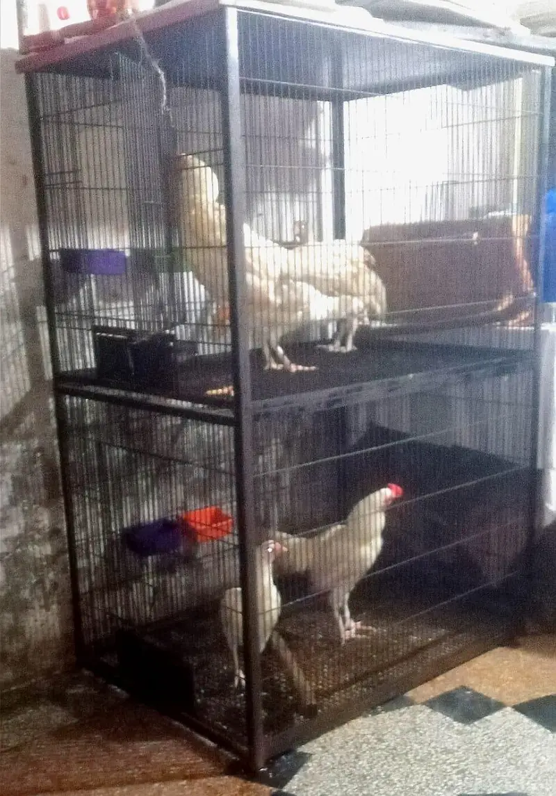 iron bird cage 18000 5.6hight 3.6 depth double box 301,7104771 cal wts — photo 2