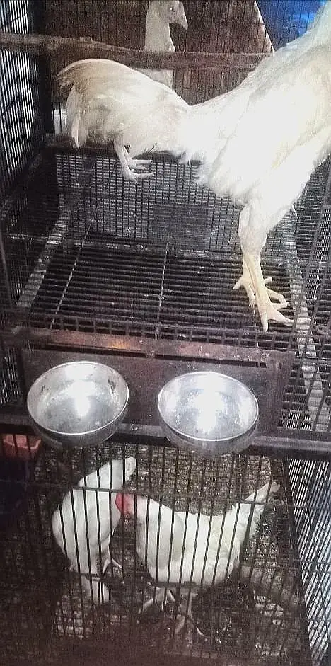iron bird cage 18000 5.6hight 3.6 depth double box 301,7104771 cal wts — photo 5