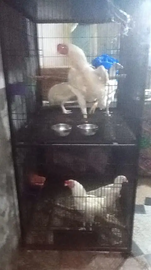 iron bird cage 18000 5.6hight 3.6 depth double box 301,7104771 cal wts — photo 8