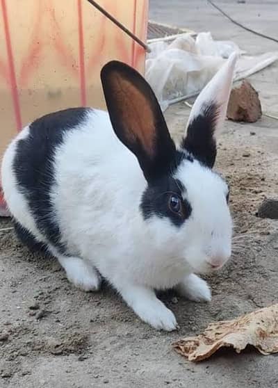 Four Rabbits For Sale