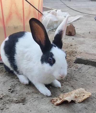 Four Rabbits For Sale