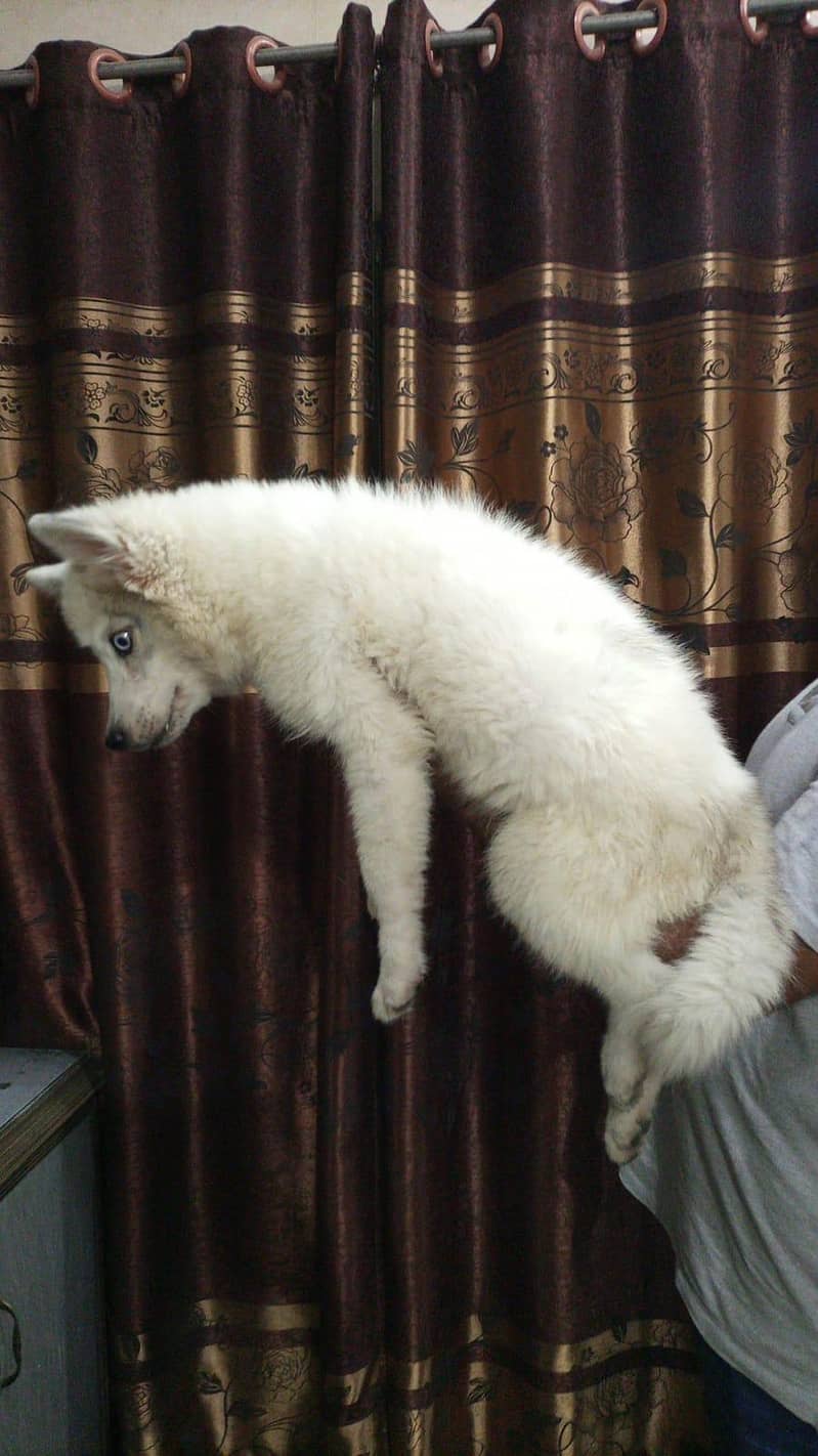 husky 0