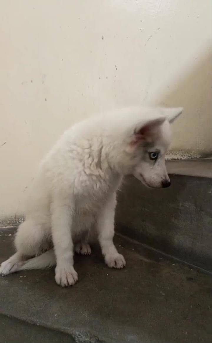 husky 1