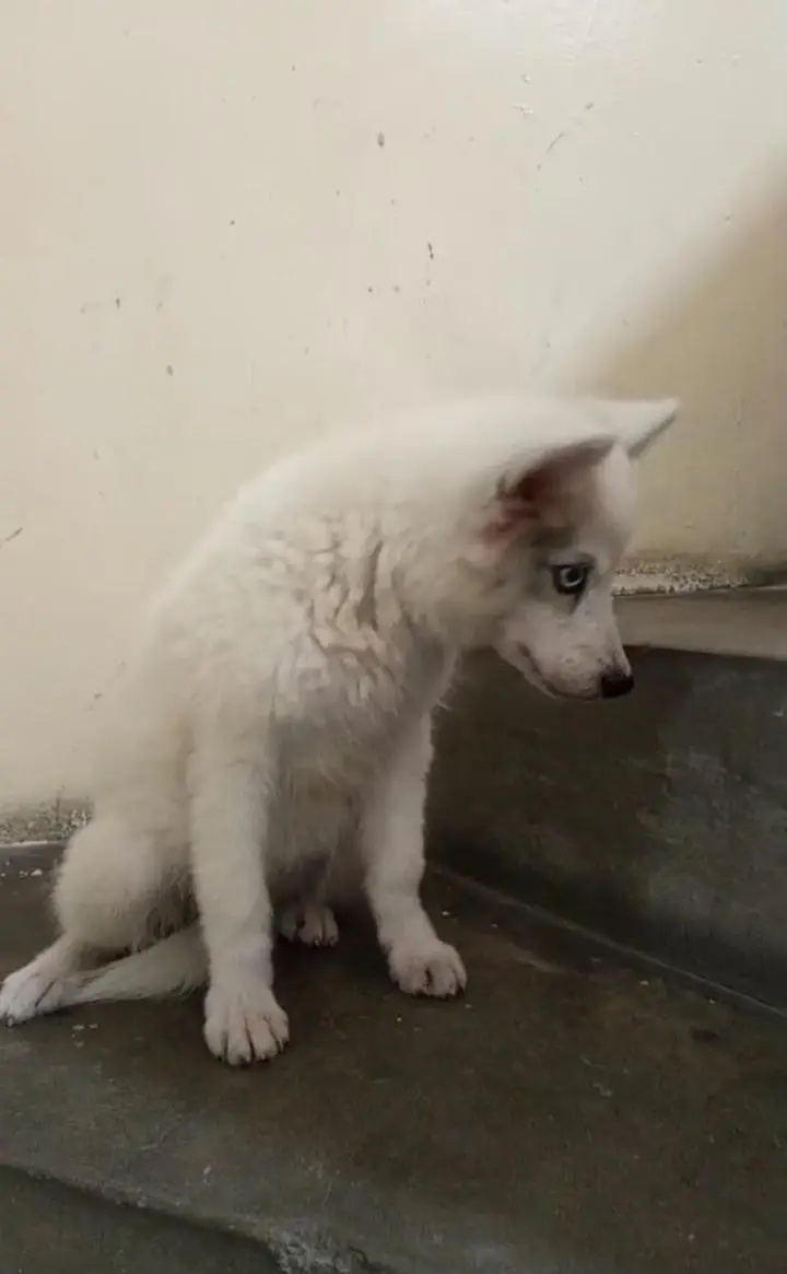 husky — photo 2
