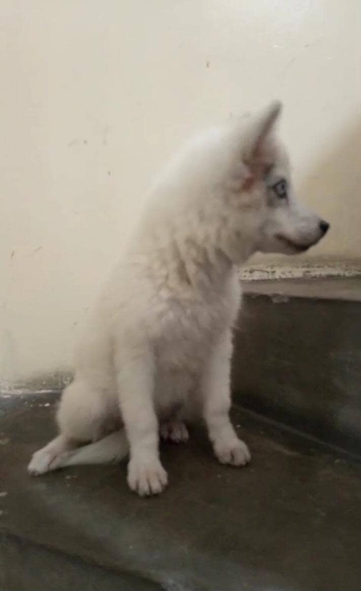 husky 2