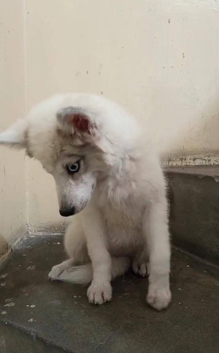 husky 3