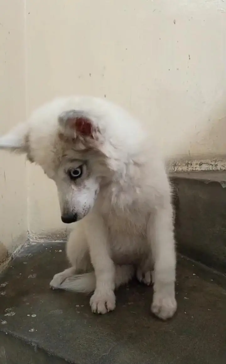 husky — photo 4