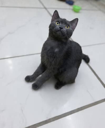 British Shorthair Female