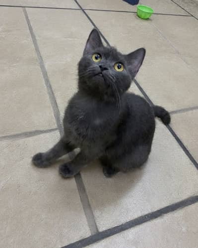 British Shorthair
