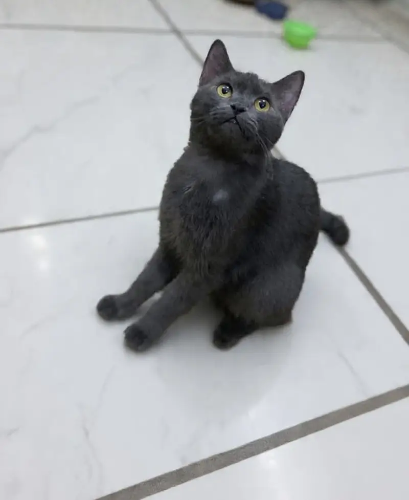 British Shorthair — photo 2