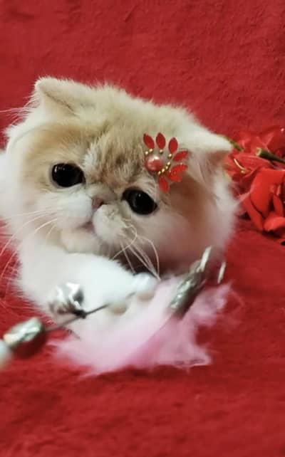 Big eyes CFA kitten parents imported