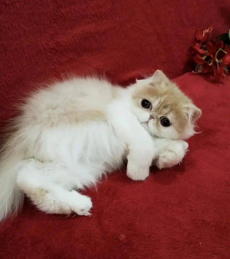 Big eyes CFA kitten parents imported — photo 3