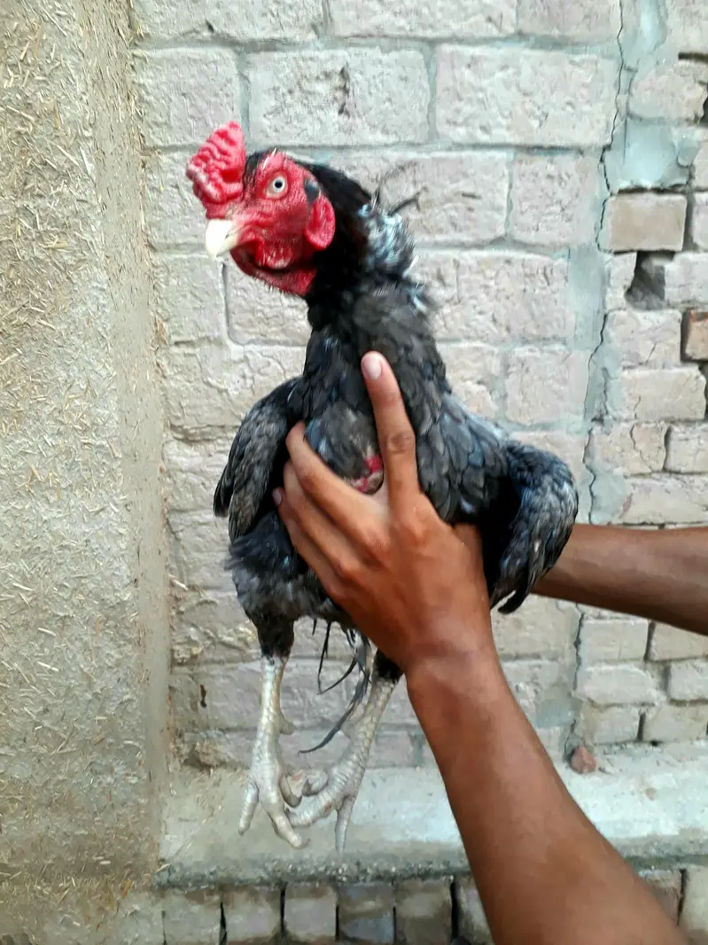 Ma Sh Allah  one eye  breeder top quality aseel  — photo 2