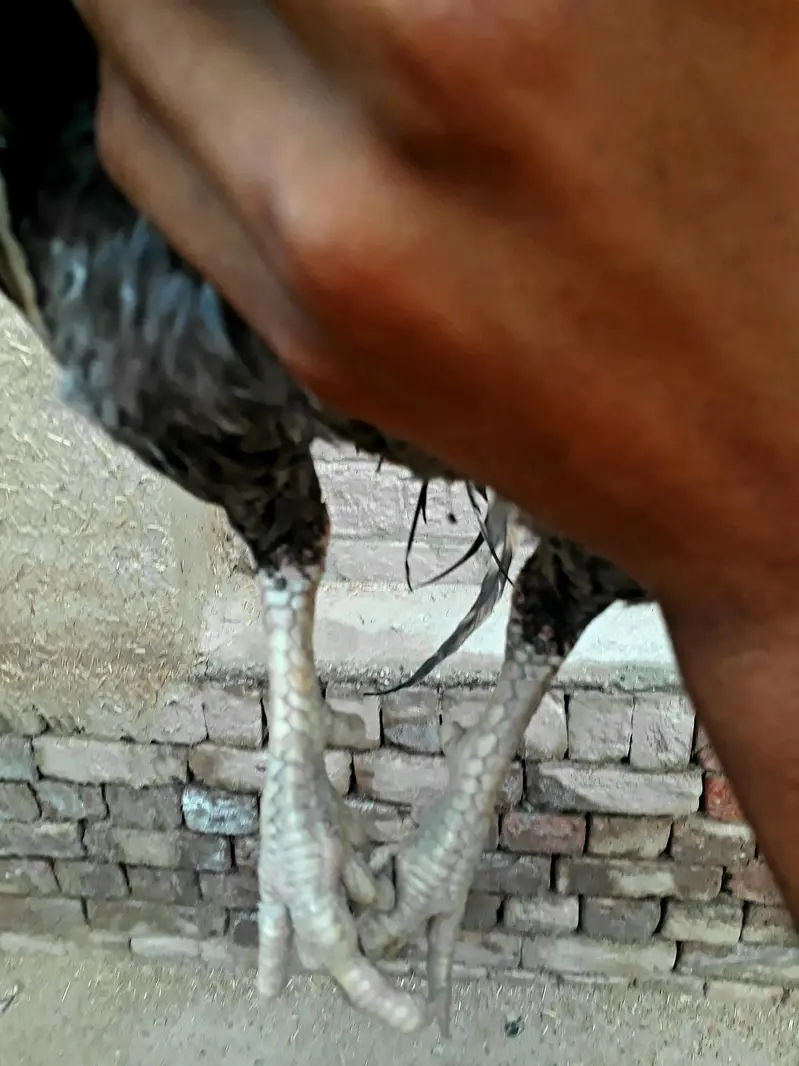 Ma Sh Allah  one eye  breeder top quality aseel  — photo 3