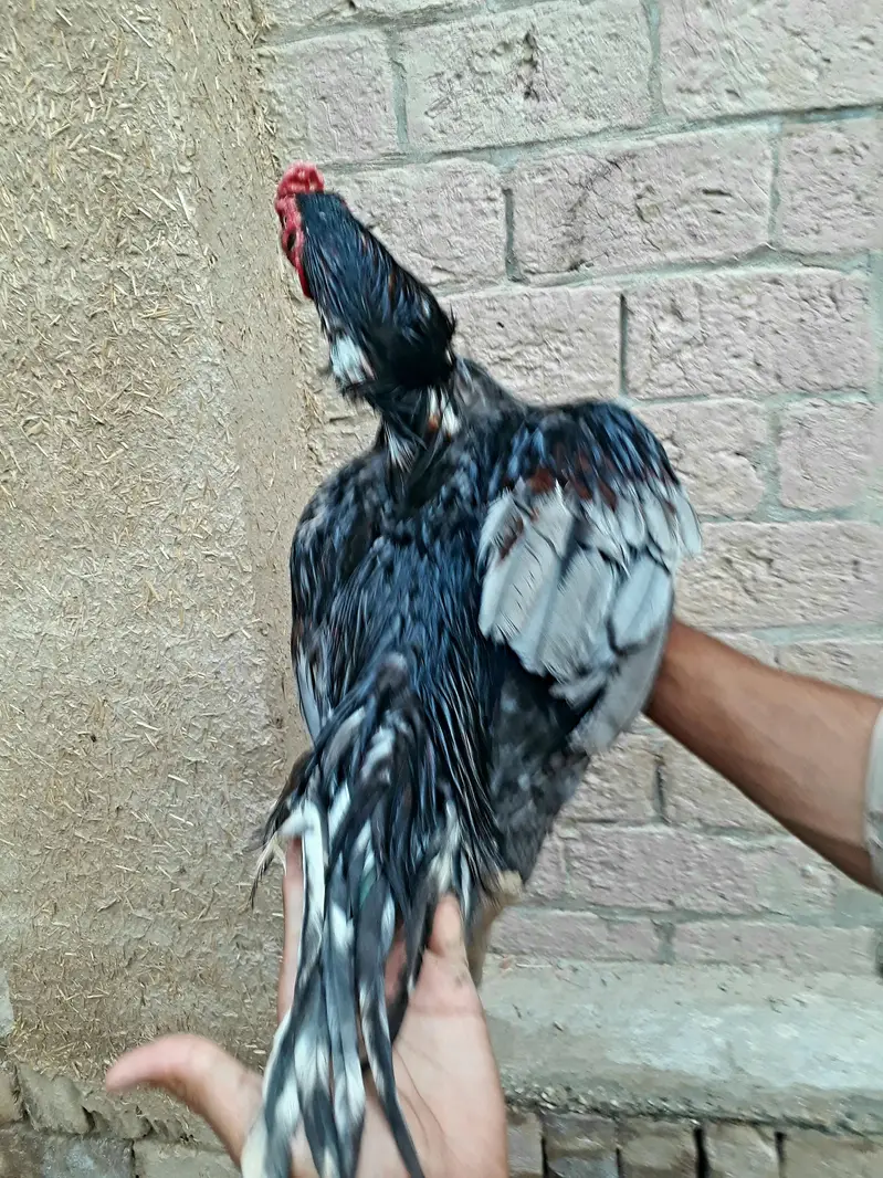 Ma Sh Allah  one eye  breeder top quality aseel  — photo 4