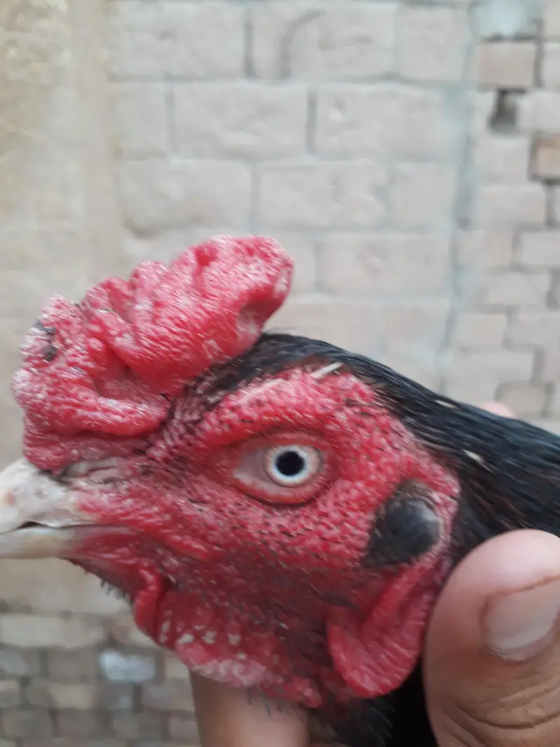 Ma Sh Allah  one eye  breeder top quality aseel  — photo 5