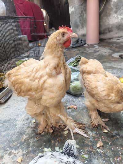 Golden Buff Hens For Sale