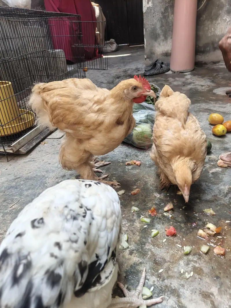 Golden Buff Hens For Sale — photo 2