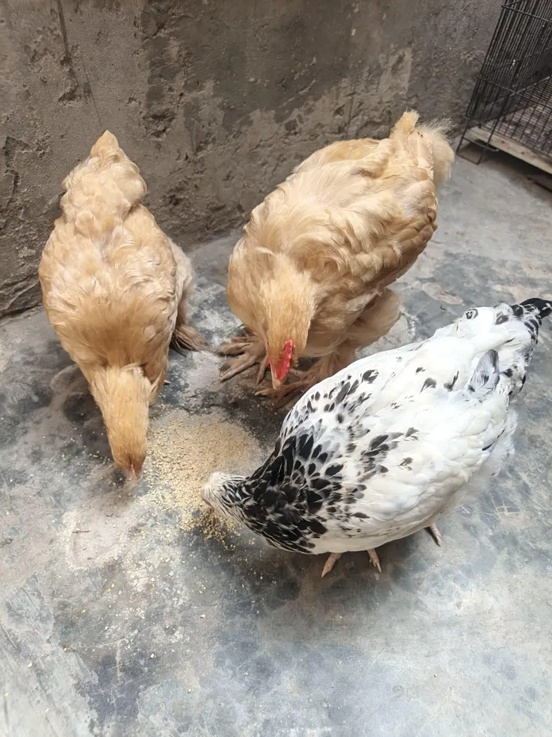 Golden Buff Hens For Sale — photo 3