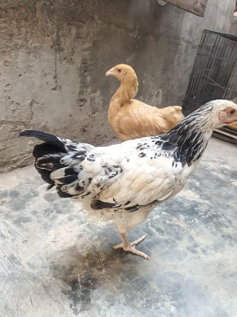 Golden Buff Hens For Sale — photo 4