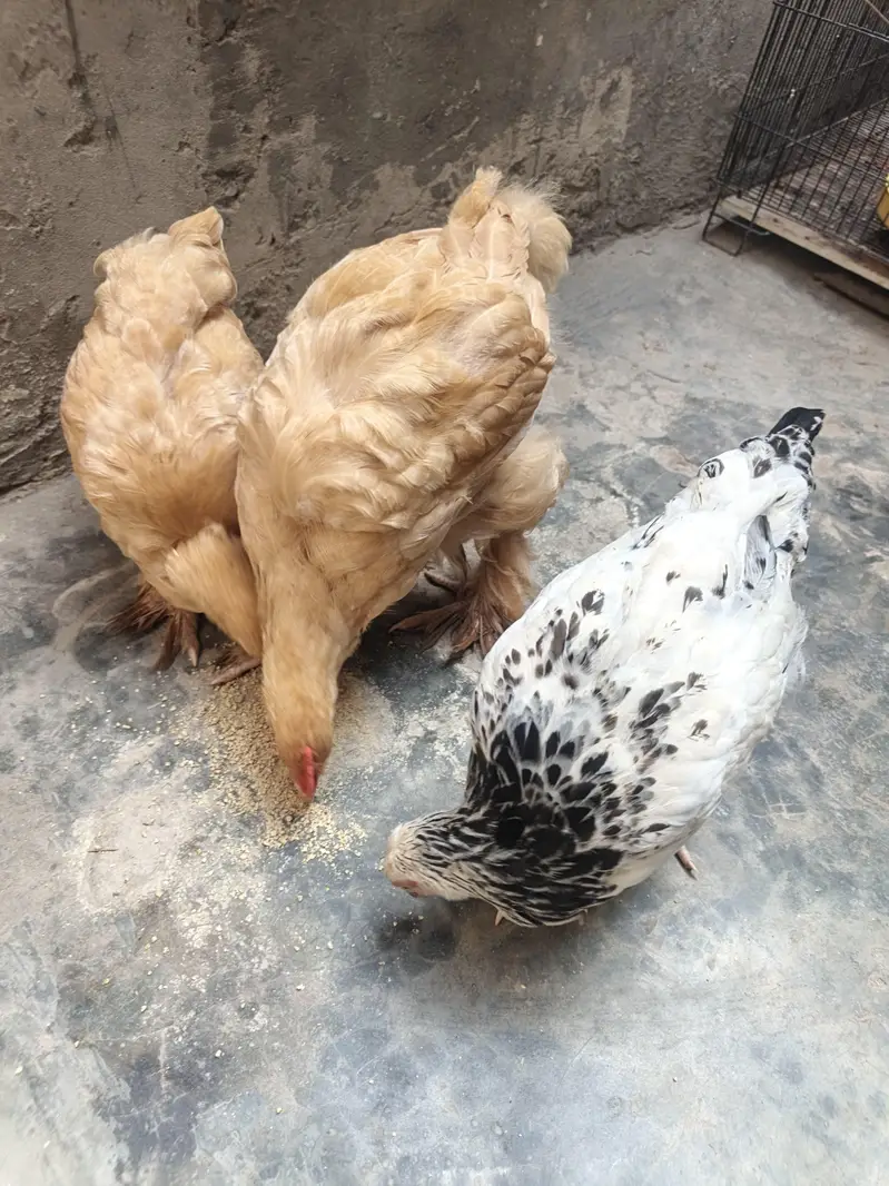 Golden Buff Hens For Sale — photo 5
