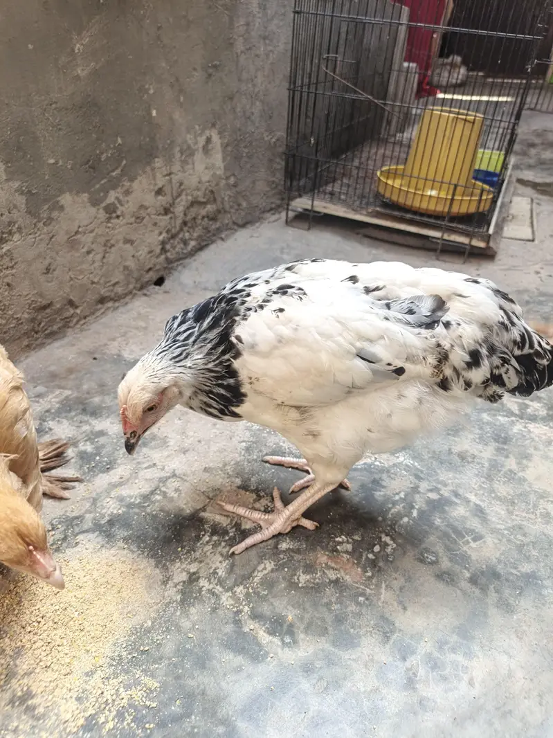 Golden Buff Hens For Sale — photo 6