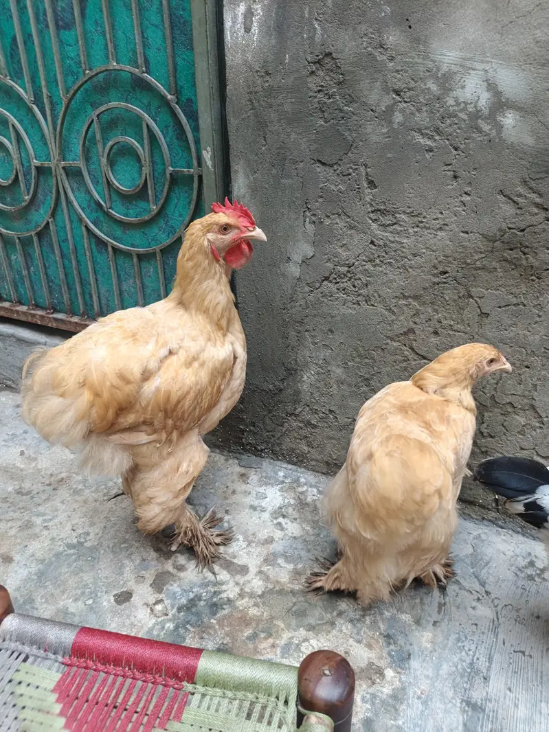 Golden Buff Hens For Sale — photo 7