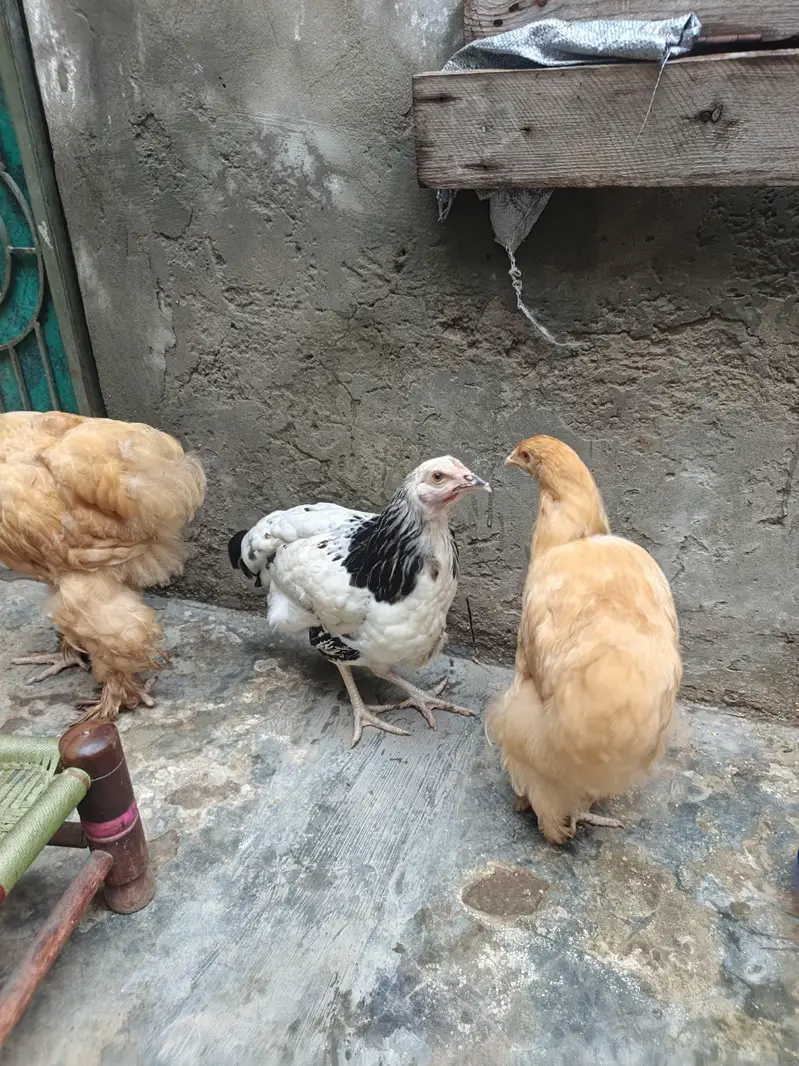 Golden Buff Hens For Sale — photo 8