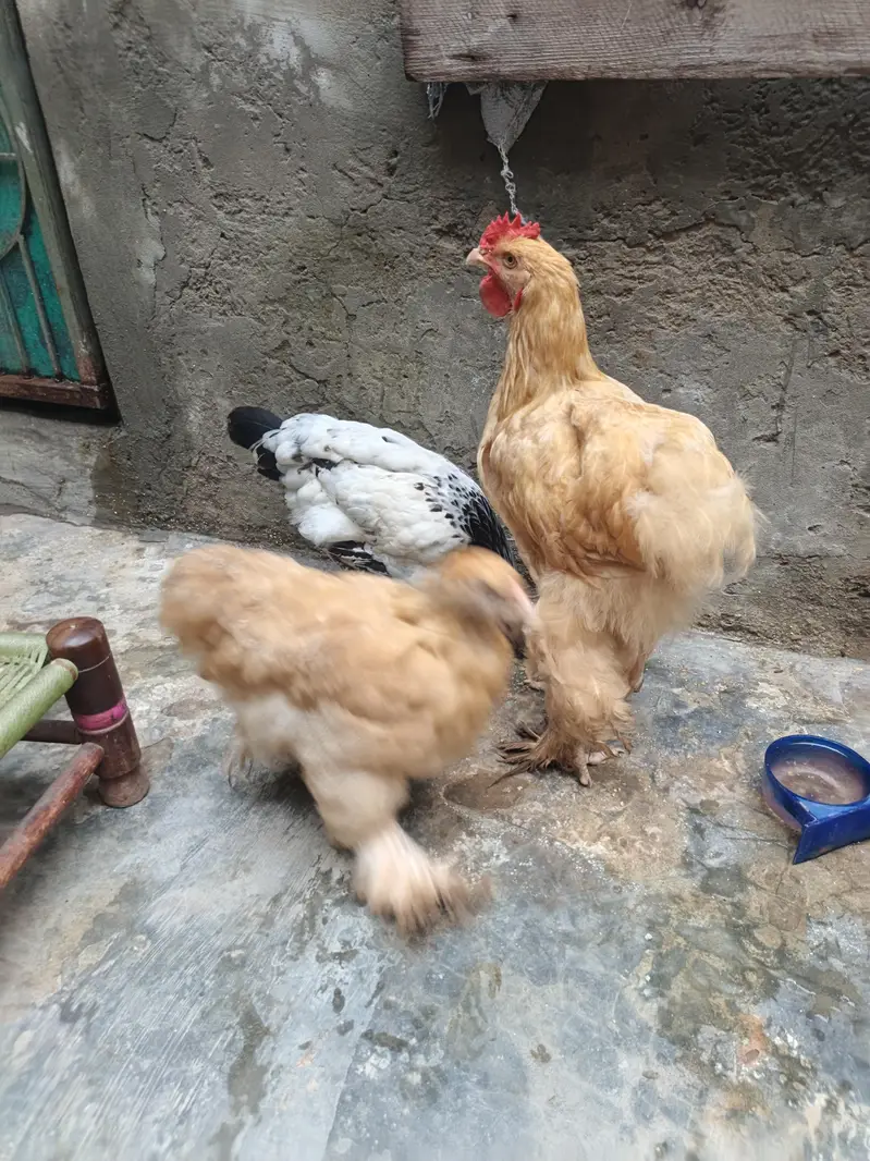 Golden Buff Hens For Sale — photo 9