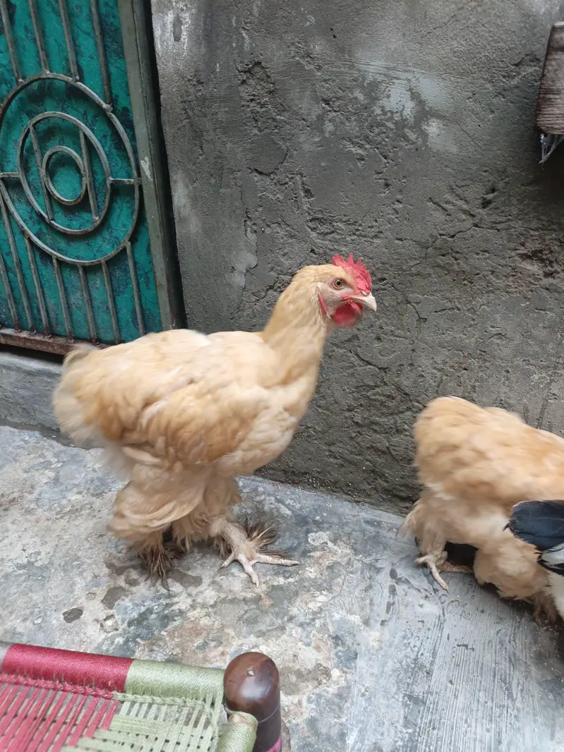 Golden Buff Hens For Sale — photo 10
