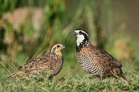 bob white quail and chakor patha