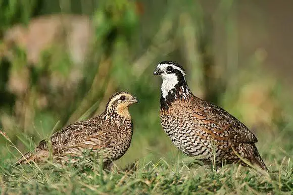 bob white quail and chakor patha