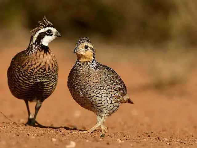 bob white quail and chakor patha — photo 2