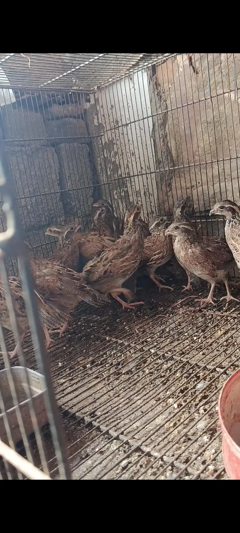 bob white quail and chakor patha — photo 3
