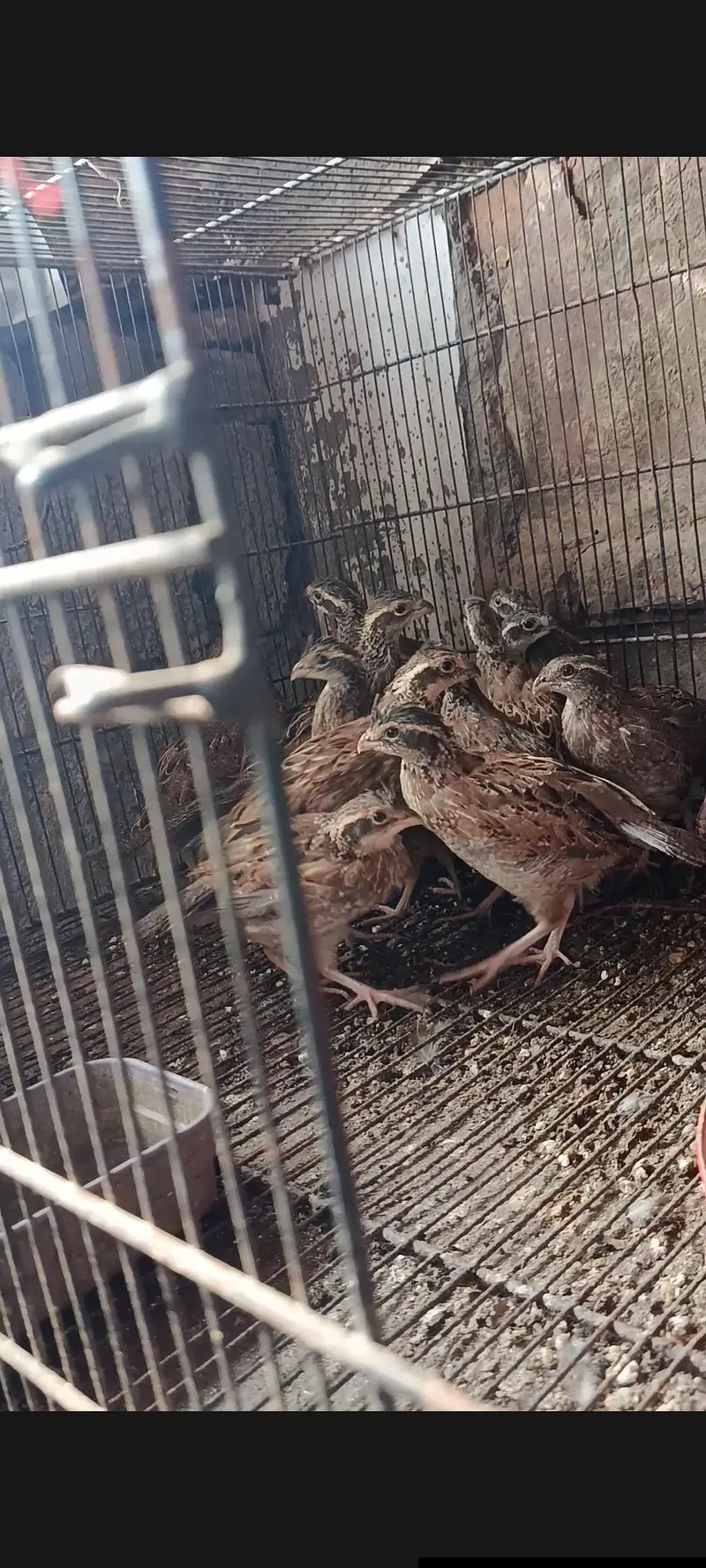 bob white quail and chakor patha — photo 4