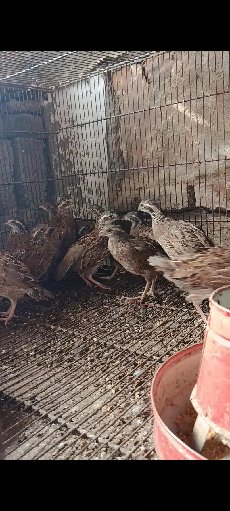 bob white quail and chakor patha — photo 5