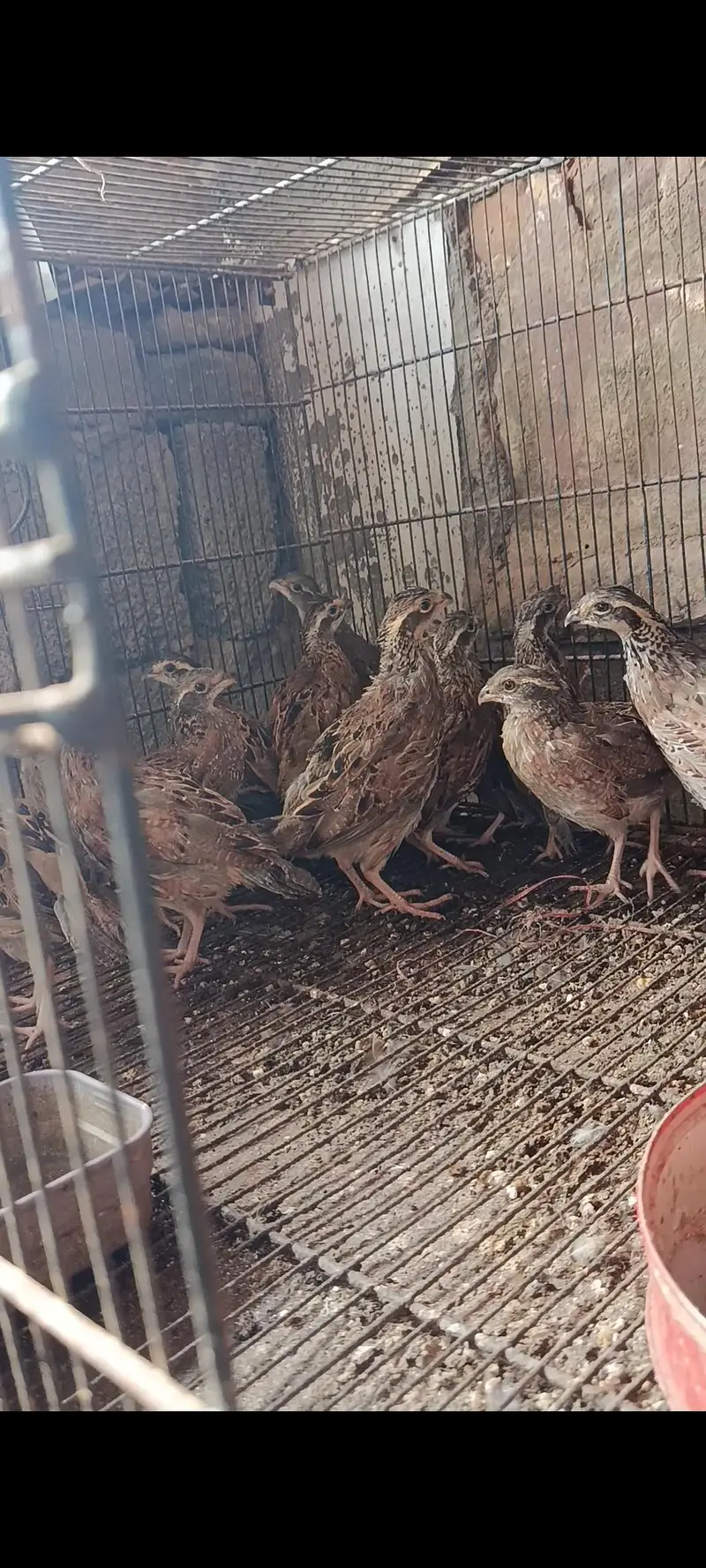 bob white quail and chakor patha — photo 6