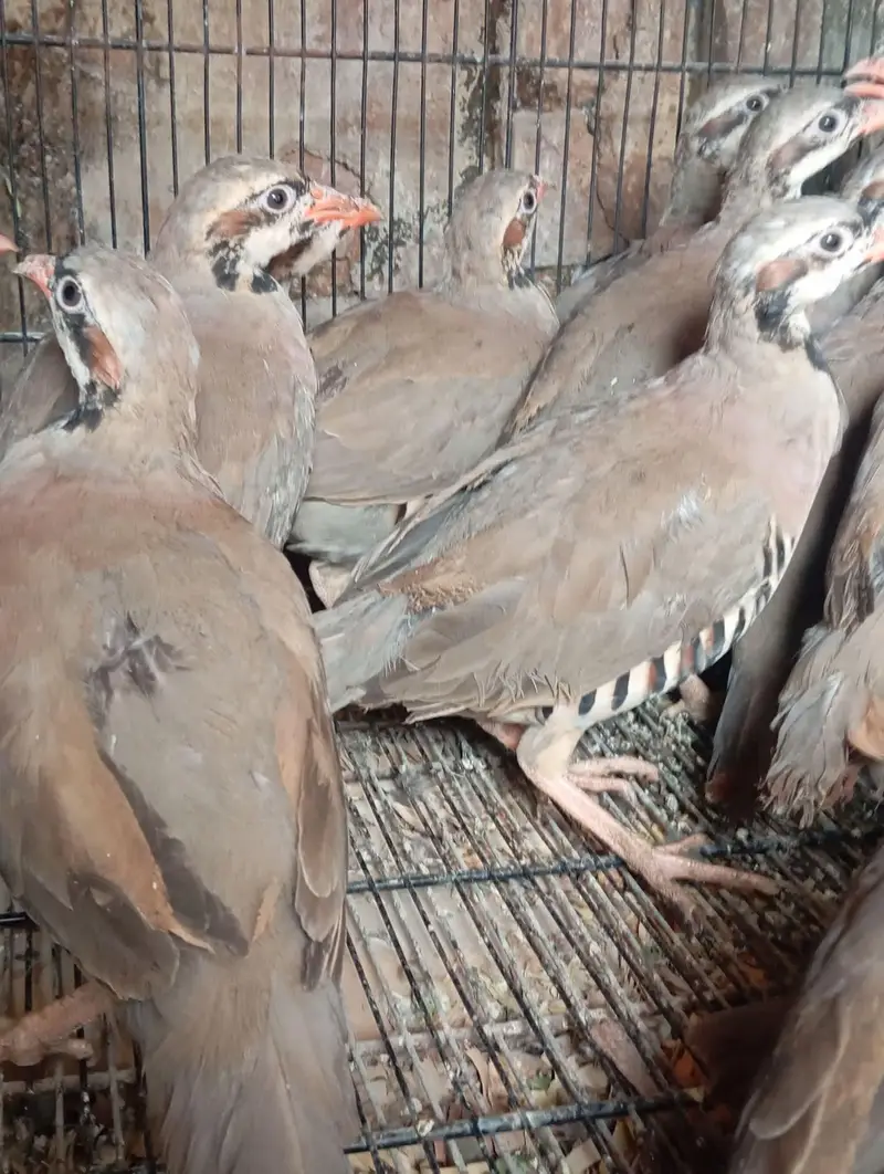bob white quail and chakor patha — photo 8