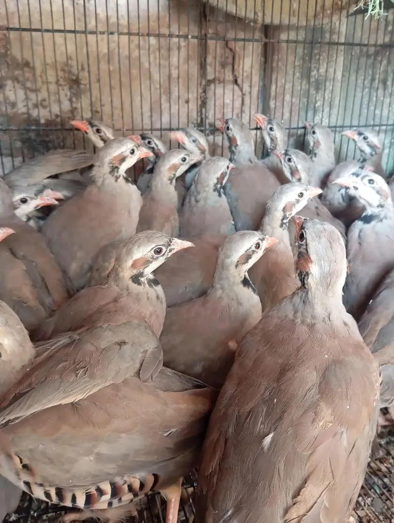bob white quail and chakor patha — photo 9