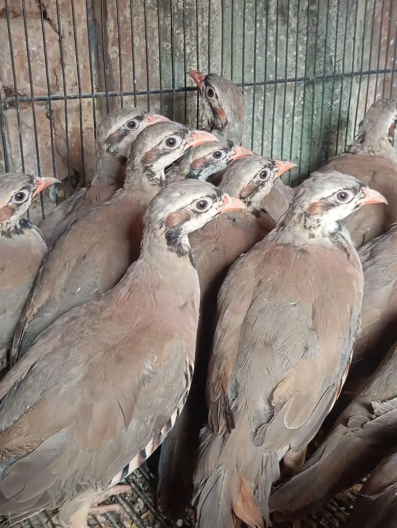 bob white quail and chakor patha — photo 10