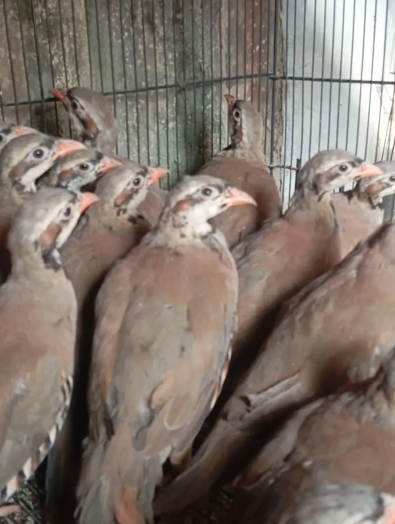 bob white quail and chakor patha — photo 11