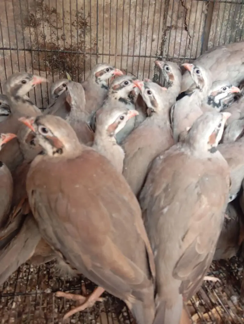 bob white quail and chakor patha — photo 12