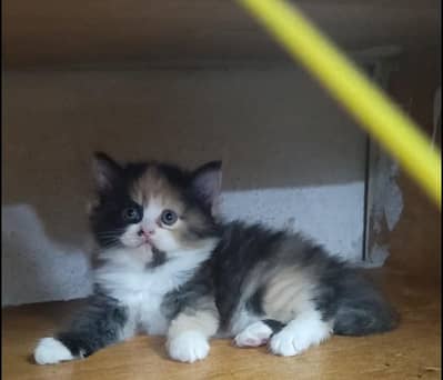 Persian kitten /punch face /triple coat /female male  cat
