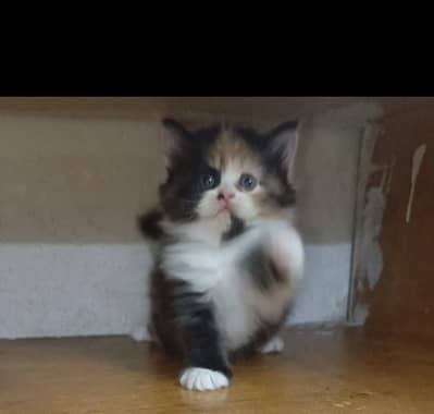 Persian kitten /punch face /triple coat /female male  cat